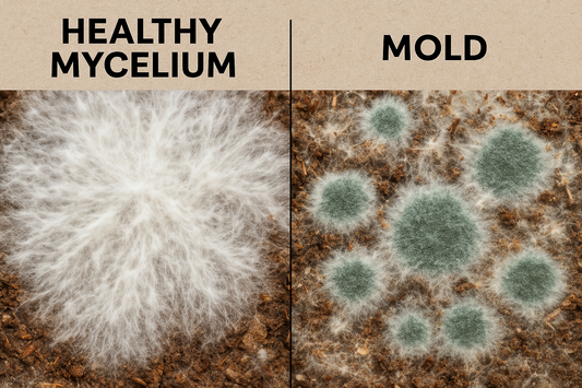 Close-up comparison of healthy white mycelium vs green mold in a mushroom grow bag, showing fluffy rhizomorphic texture and even colonization also showing green mold– Shroom Traders South Charleston WV.