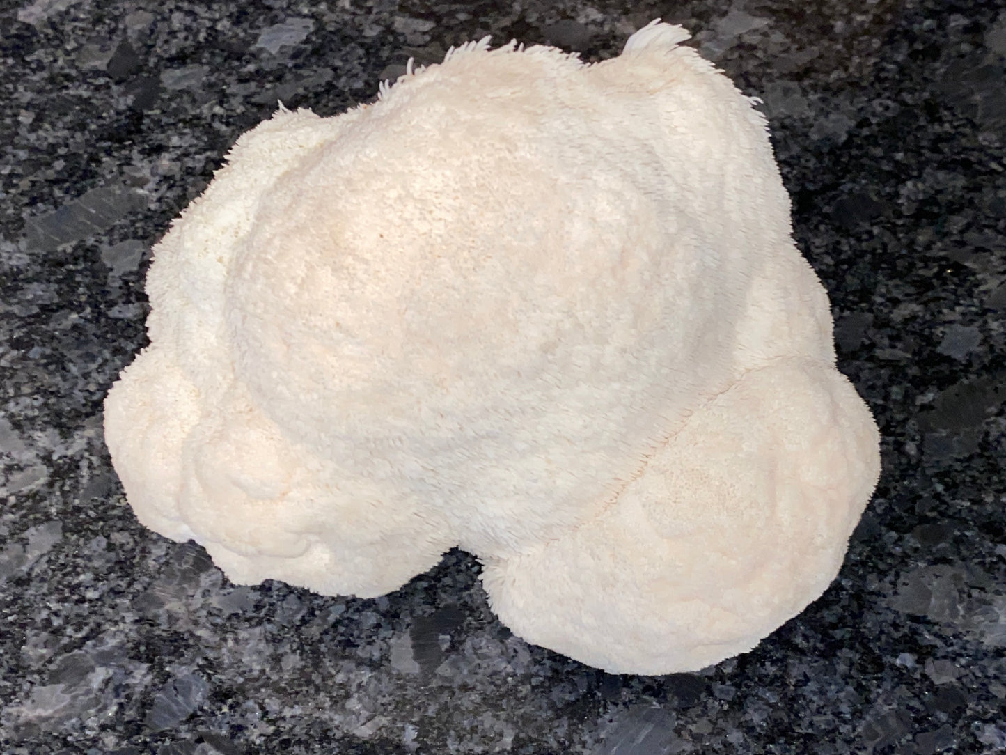 Lion’s Mane