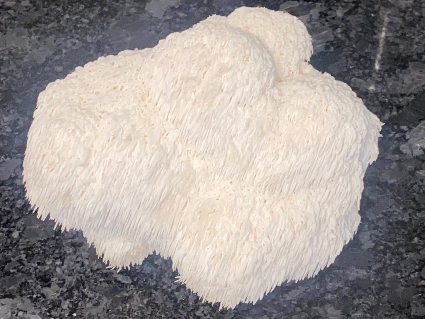 Lion’s Mane