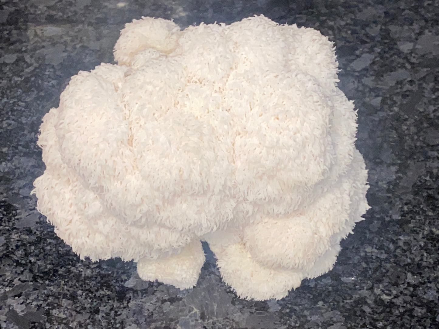 Lion’s Mane