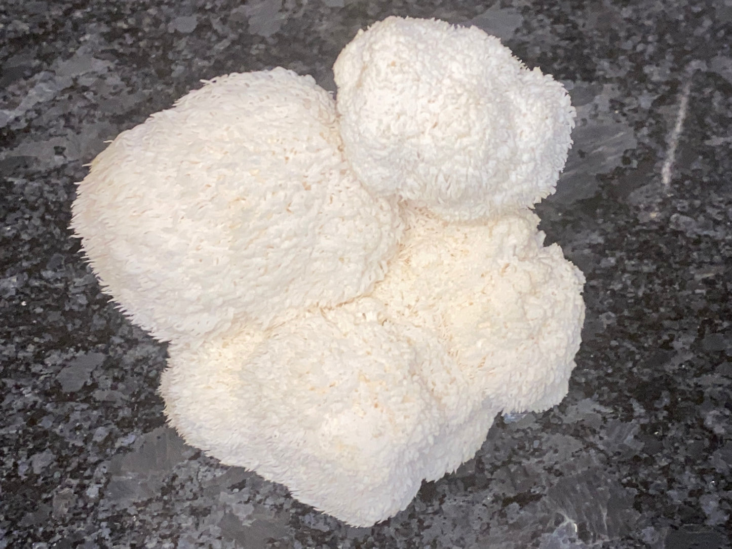 Lion’s Mane