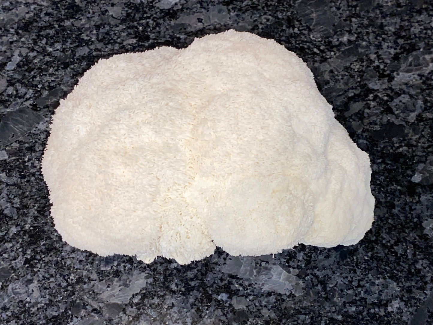 Lion’s Mane