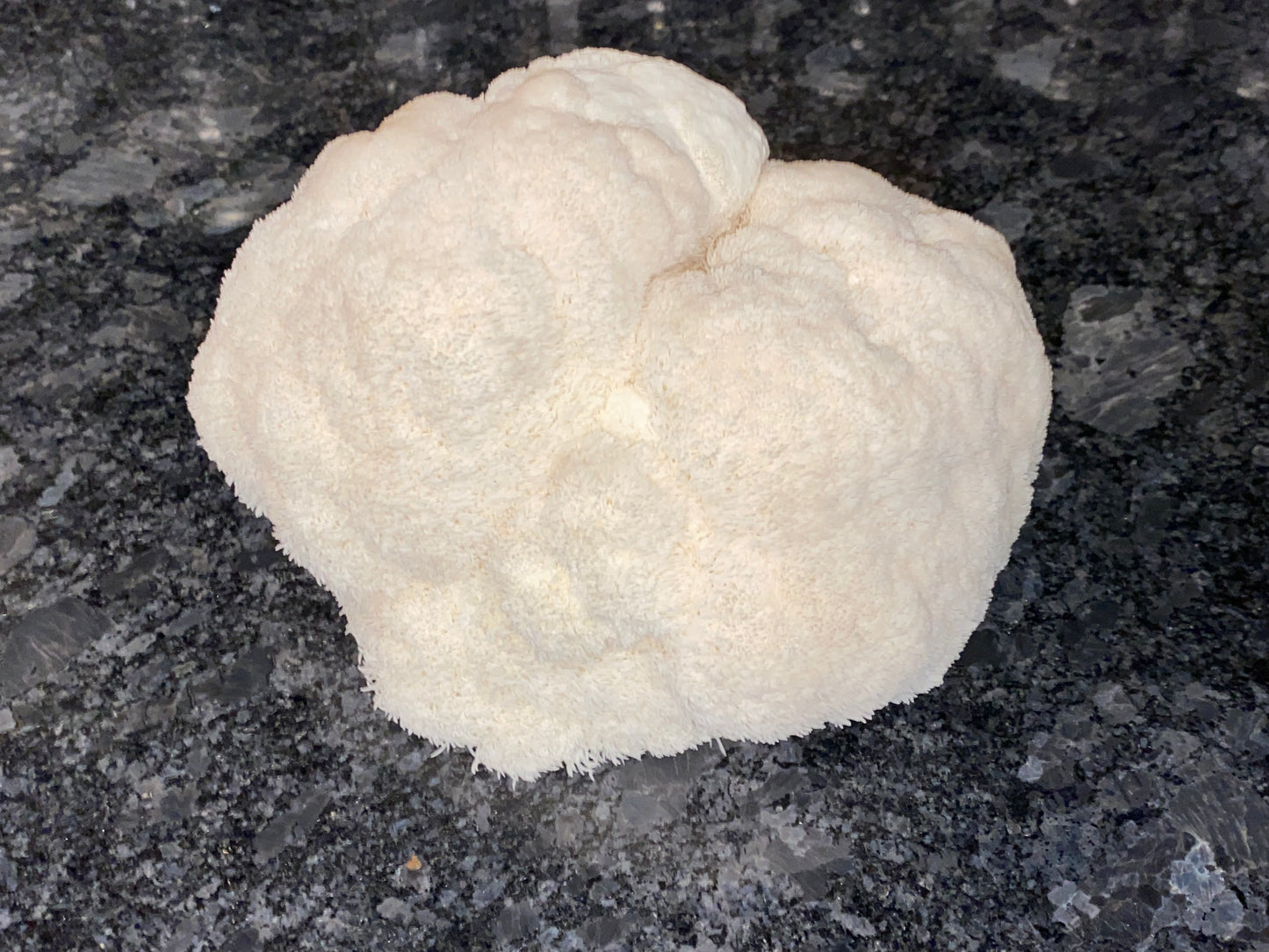 Lion’s Mane
