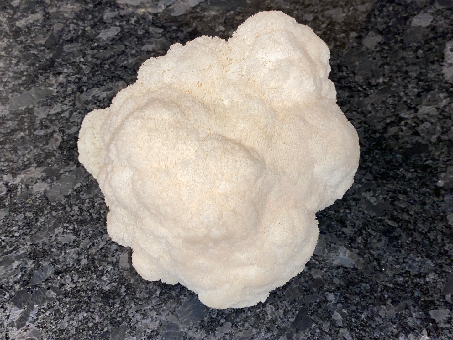 Lion’s Mane