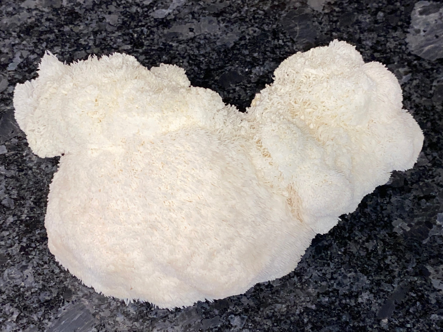 Lion’s Mane