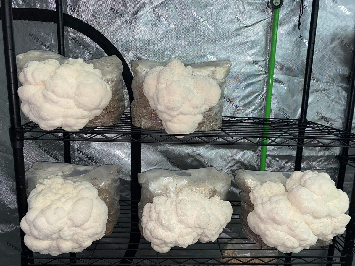 Lion’s Mane Bundle Pack of 3 5lb Fruiting Blocks 2-4 weeks Lead/Shipping