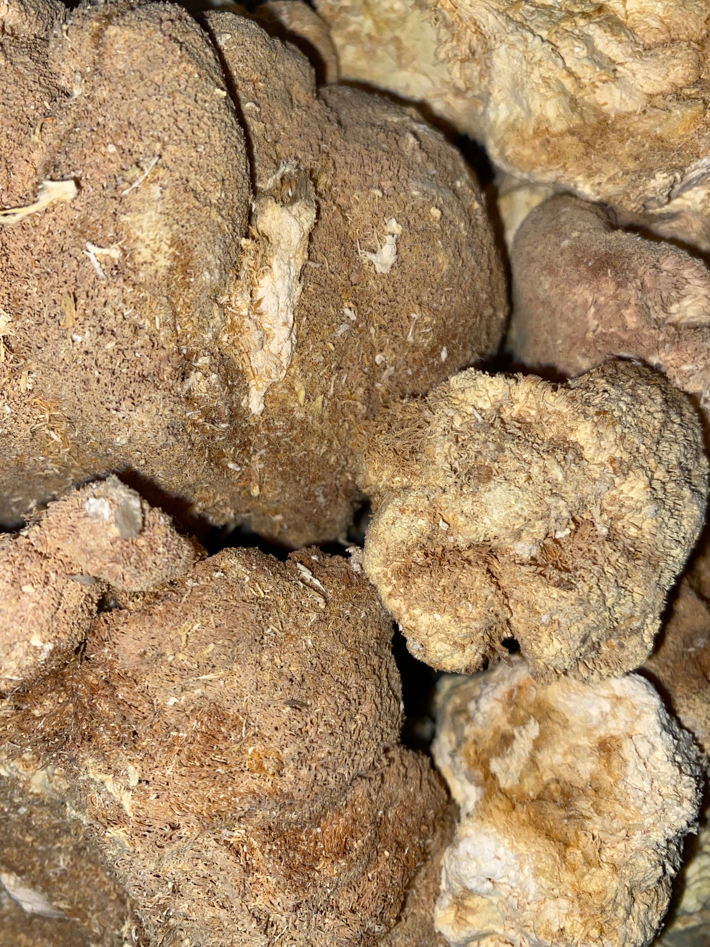 1 Oz Dried Lion’s Mane