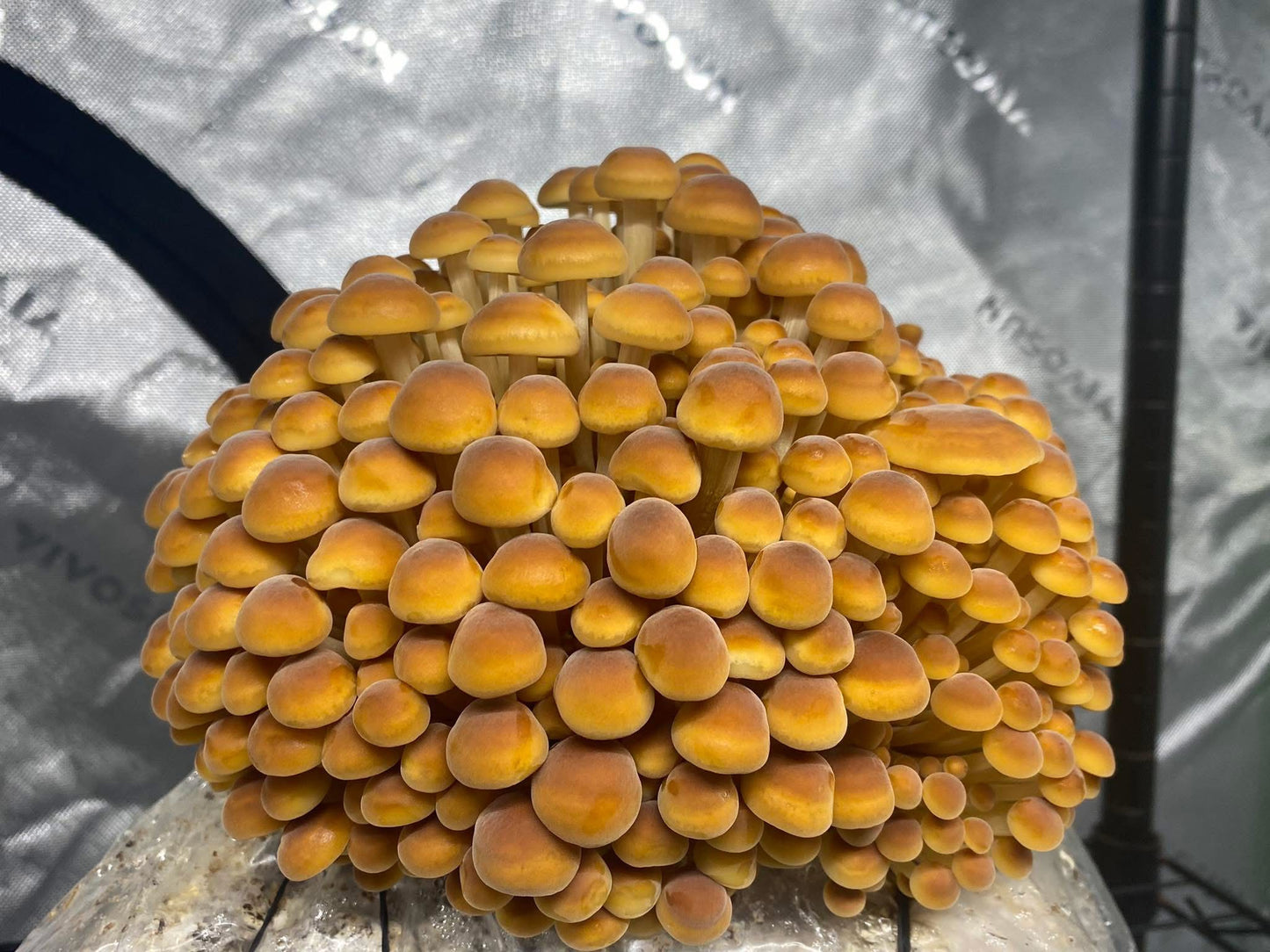 Golden Enoki