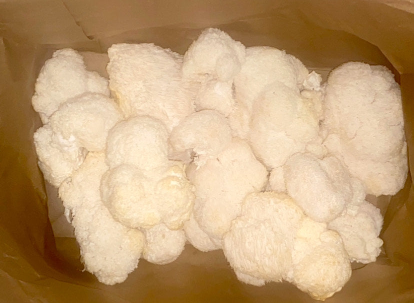 Lion's Mane and Brain Health: The Natural Nootropic Everyone's Talking About