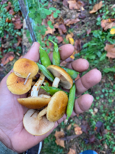 Grow Gourmet Mushrooms in Your Home Garden: A Sustainable and Rewarding Hobby