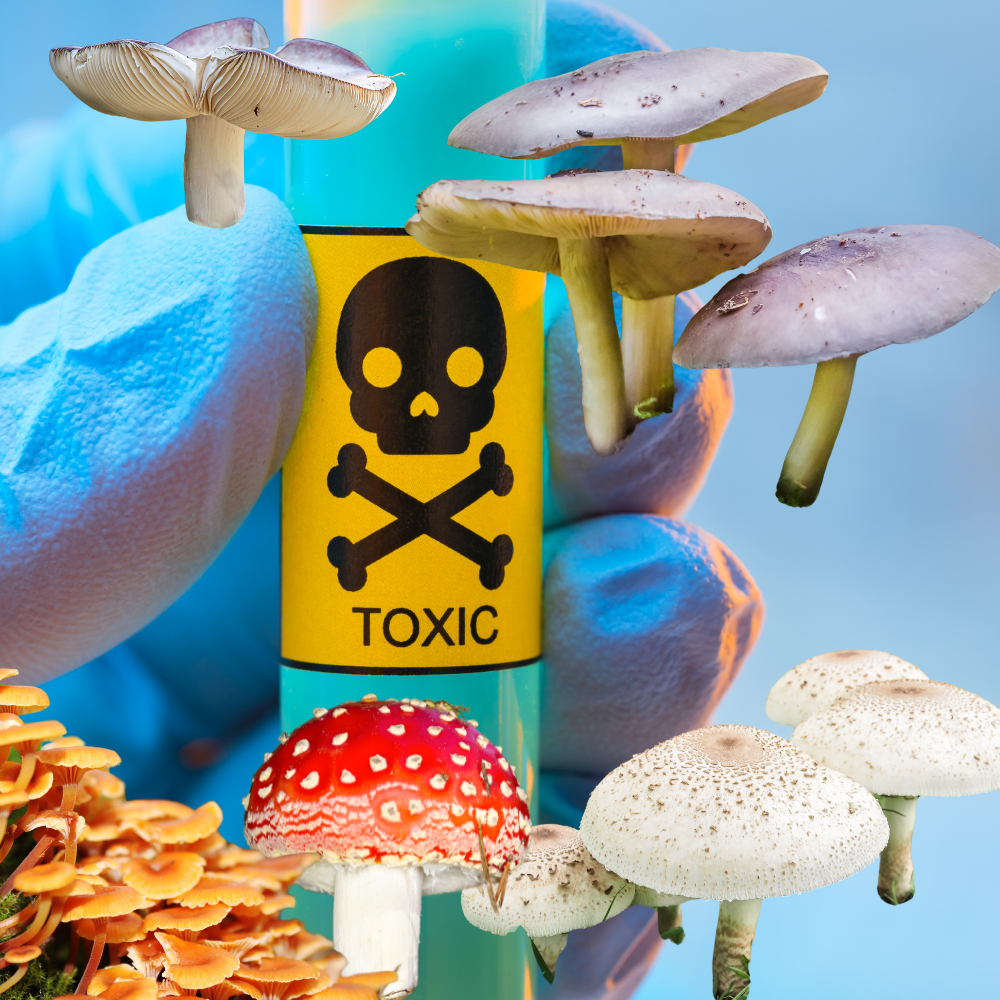 The Truth About Poisonous Mushrooms: Myths, Facts, and Precaution