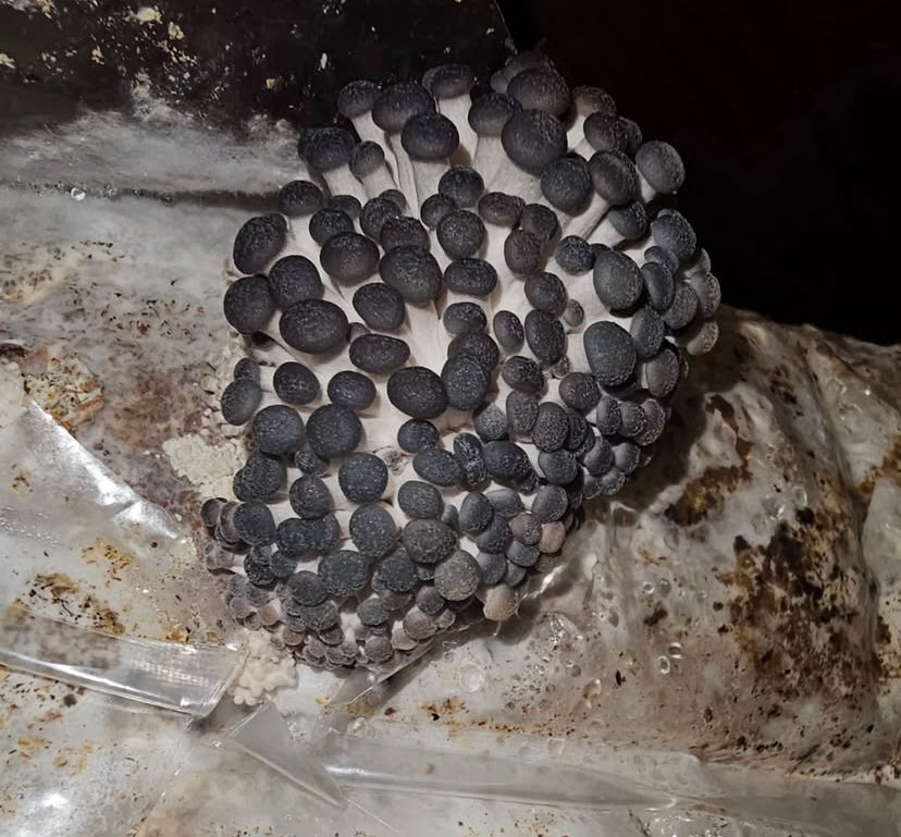 5 lb Fruiting Blocks Most are Shipped via ground in 2-5 days. Please see exceptions before purchasing.