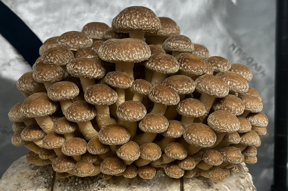 5 lb Fruiting Blocks Most are Shipped via ground in 2-5 days. Please see exceptions before purchasing.