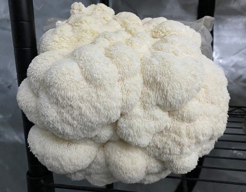 5 lb Fruiting Blocks Most are Shipped via ground in 2-5 days. Please see exceptions before purchasing.