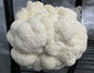 5 lb Fruiting Blocks Most are Shipped via ground in 2-5 days. Please see exceptions before purchasing.