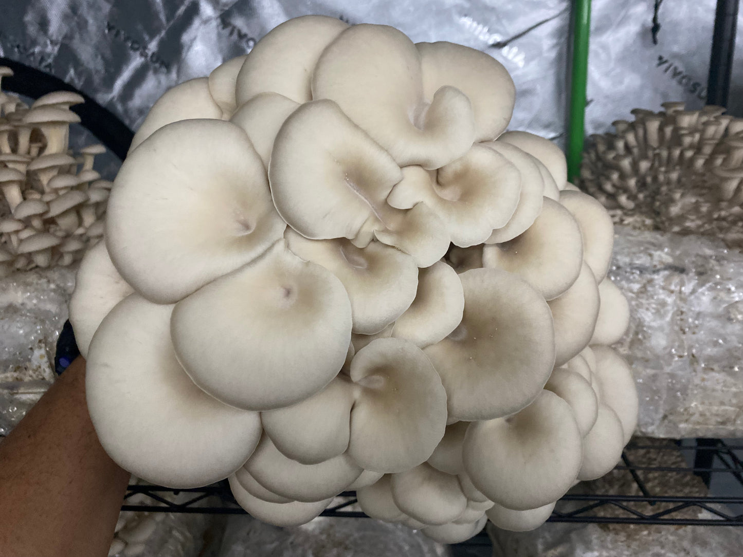 Princess Pearl Oyster