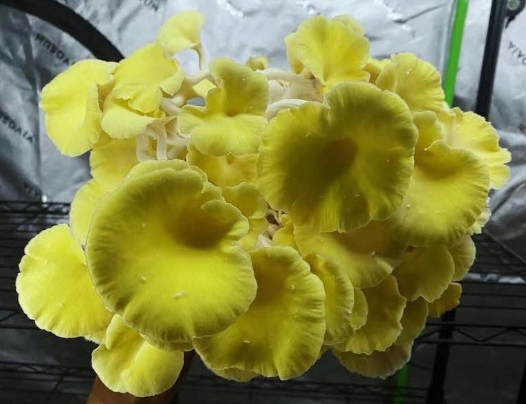 5 lb Fruiting Blocks Most are Shipped via ground in 2-5 days. Please see exceptions before purchasing.