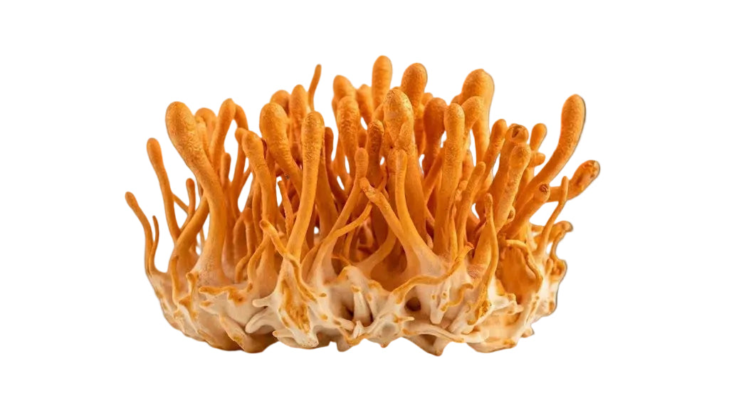 1 Oz Dried Cordyceps militaris