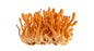1 Oz Dried Cordyceps militaris