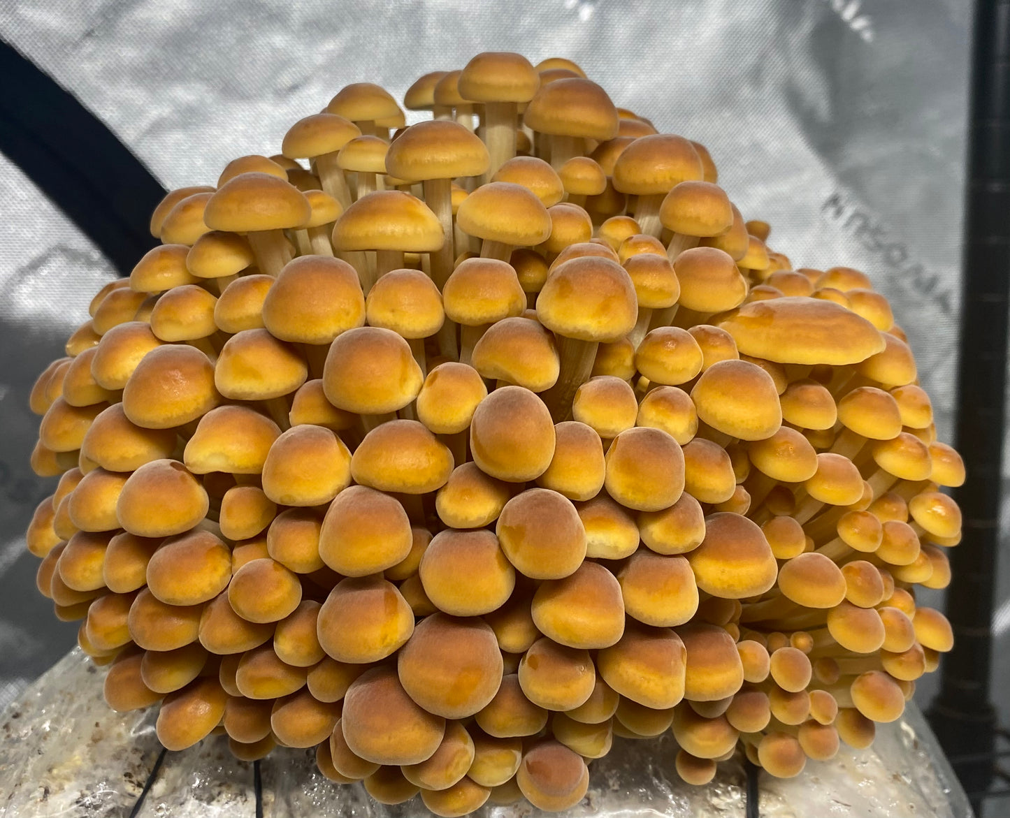 5 lb Fruiting Blocks Most are Shipped via ground in 2-5 days. Please see exceptions before purchasing.