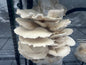10 lb Fruiting Blocks Mix & Match in Multiples of (5) 2-4 weeks Lead/Shipping