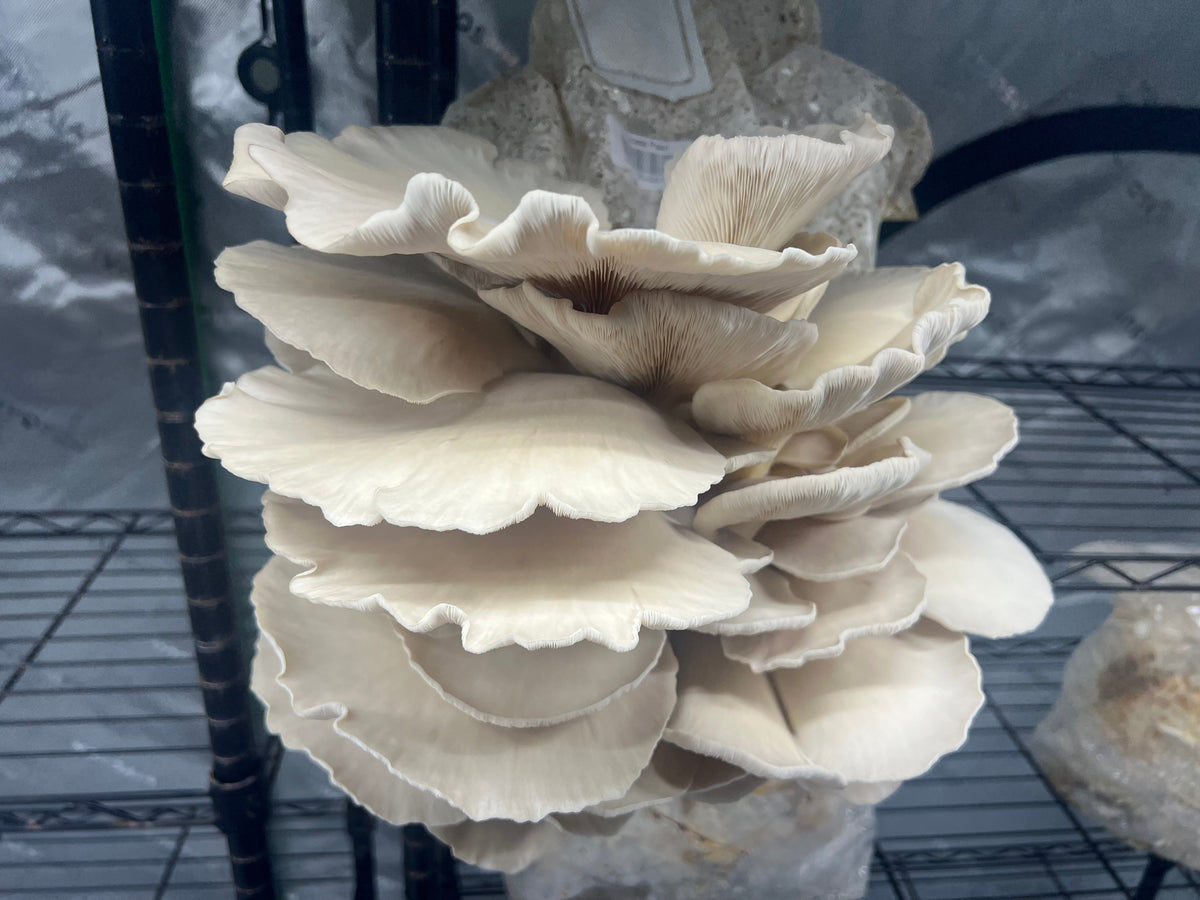 10 lb Mushroom Fruiting Blocks – Mix & Match, Multiples of 5