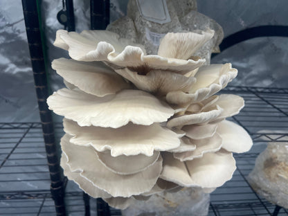 10 lb Mushroom Fruiting Blocks – Mix & Match, Multiples of 5