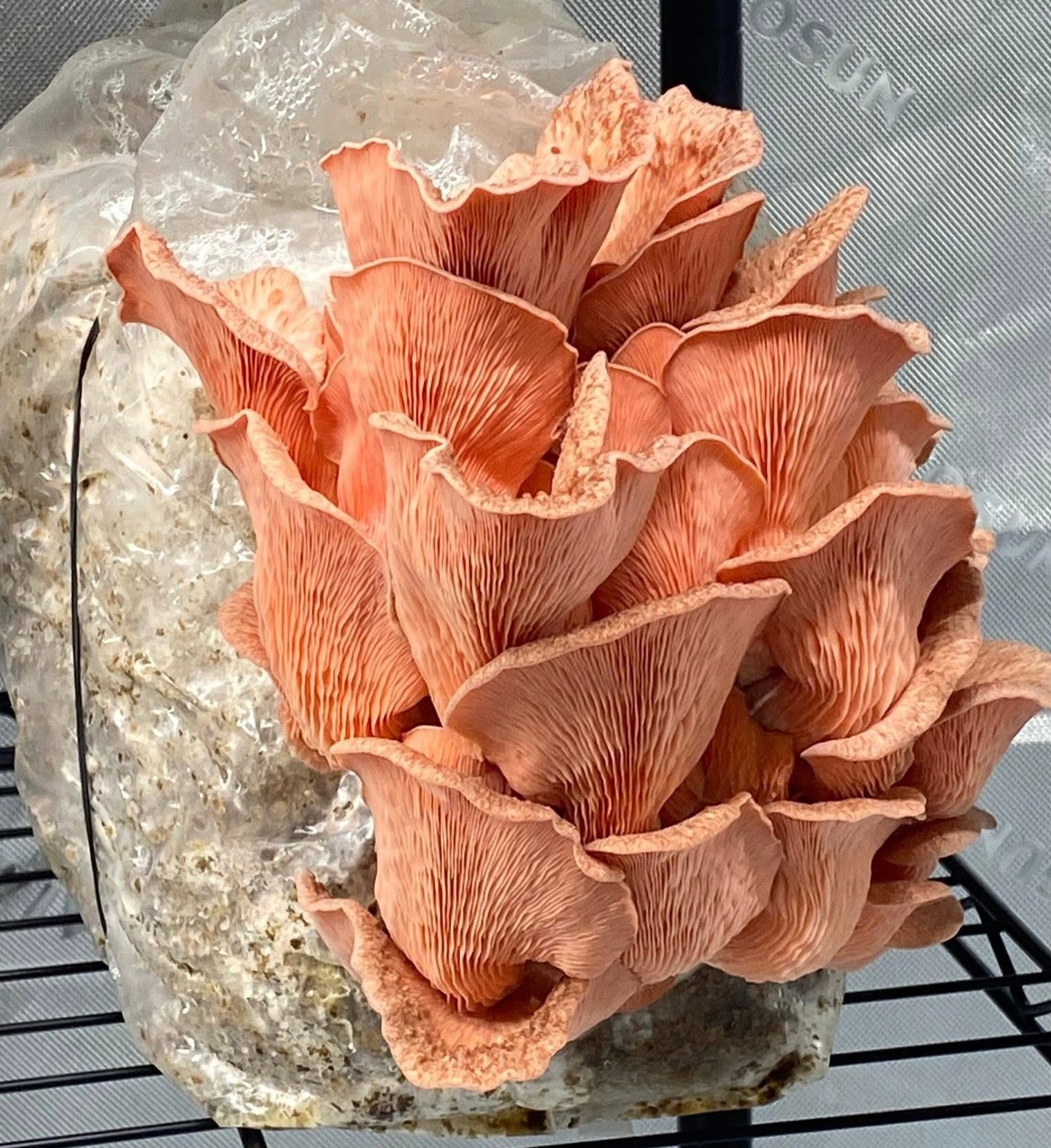 5 lb Fruiting Blocks Most are Shipped via ground in 2-5 days. Please see exceptions before purchasing.