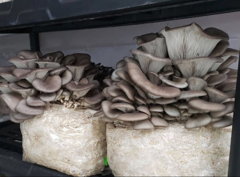 5 lb Fruiting Blocks Most are Shipped via ground in 2-5 days. Please see exceptions before purchasing.