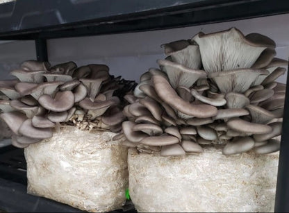 5 lb Fruiting Blocks Most are Shipped via ground in 2-5 days. Please see exceptions before purchasing.