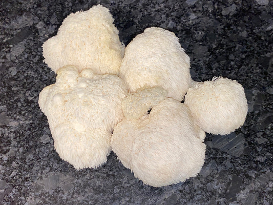 4.4 Oz Lion’s Mane