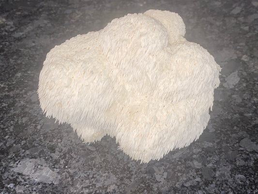 3.95 Oz Lion’s Mane