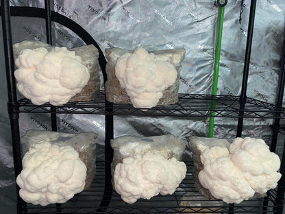 Lion’s Mane Bundle Pack of 3 5lb Fruiting Blocks