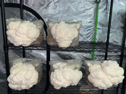 Lion’s Mane Bundle Pack of 3 5lb Fruiting Blocks 2-4 weeks Lead/Shipping