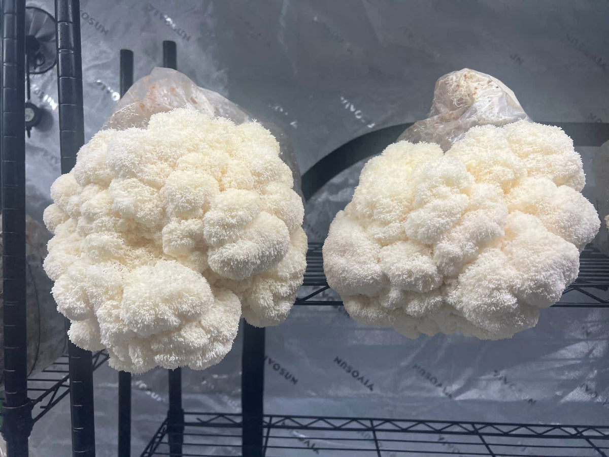 Lion’s Mane Bundle Pack of 3 5lb Fruiting Blocks 2-4 weeks Lead/Shipping