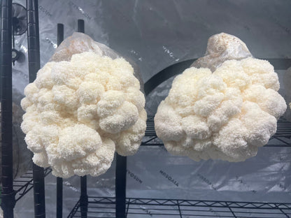 Lion’s Mane Bundle Pack of 3 5lb Fruiting Blocks 2-4 weeks Lead/Shipping