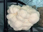 Lion’s Mane Bundle Pack of 3 5lb Fruiting Blocks