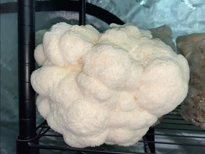 Lion’s Mane Bundle Pack of 3 5lb Fruiting Blocks 2-4 weeks Lead/Shipping