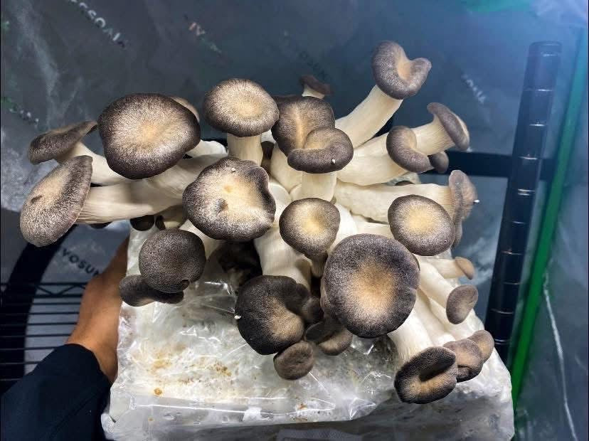 10 lb Fruiting Blocks Mix & Match in Multiples of (5) 2-4 weeks Lead/Shipping