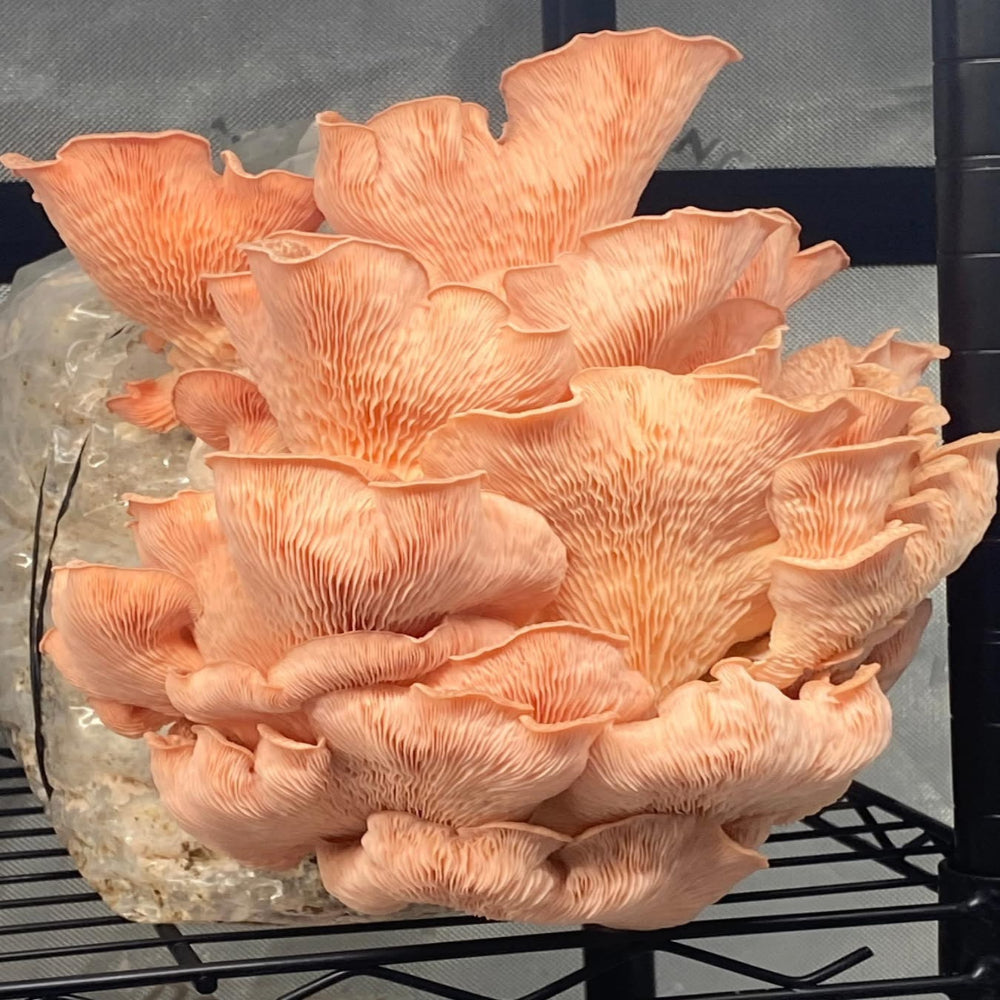 Pink Oyster Bundle Pack of 3 5lb Fruiting Blocks 2-4 weeks Lead/Shipping