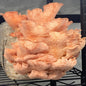 Pink Oyster Bundle Pack of 3 5lb Fruiting Blocks 2-4 weeks Lead/Shipping