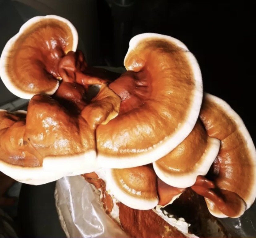 10 lb Mushroom Fruiting Blocks – Mix & Match, Multiples of 5