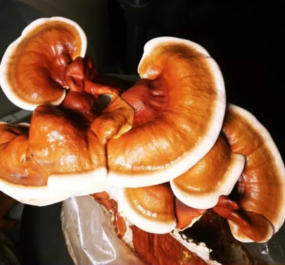 10 lb Mushroom Fruiting Blocks – Mix & Match, Multiples of 5