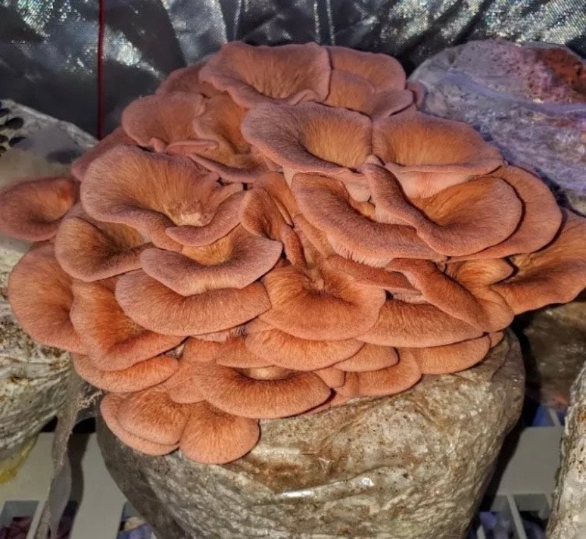 10 lb Mushroom Fruiting Blocks – Mix & Match, Multiples of 5
