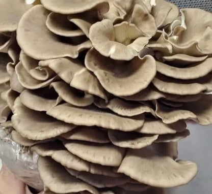 10 lb Mushroom Fruiting Blocks – Mix & Match, Multiples of 5