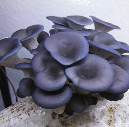 10 lb Mushroom Fruiting Blocks – Mix & Match, Multiples of 5