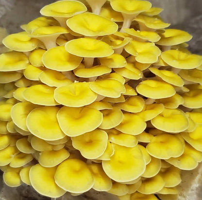 10 lb Mushroom Fruiting Blocks – Mix & Match, Multiples of 5