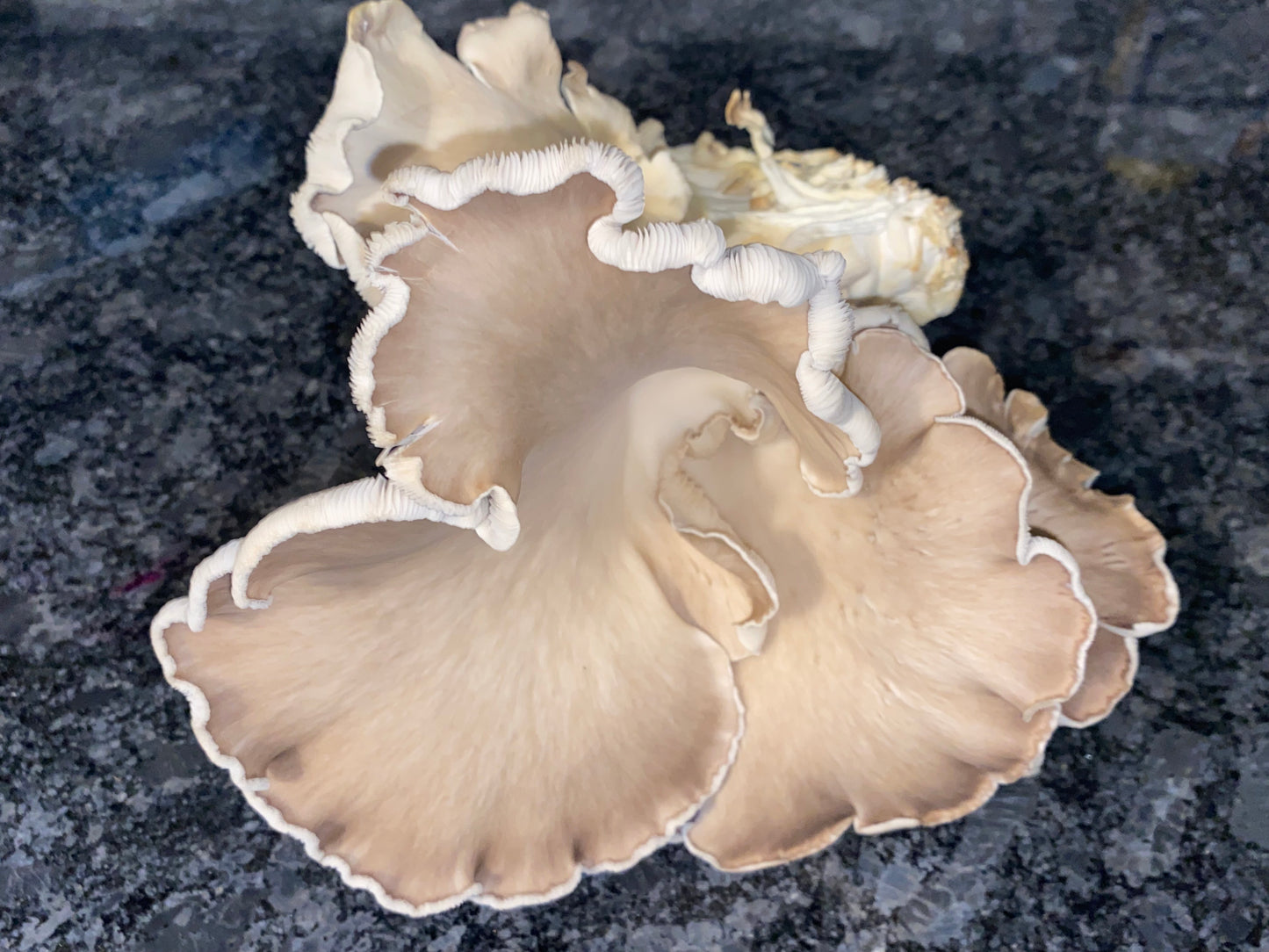 Phoenix Oyster