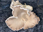 Phoenix Oyster