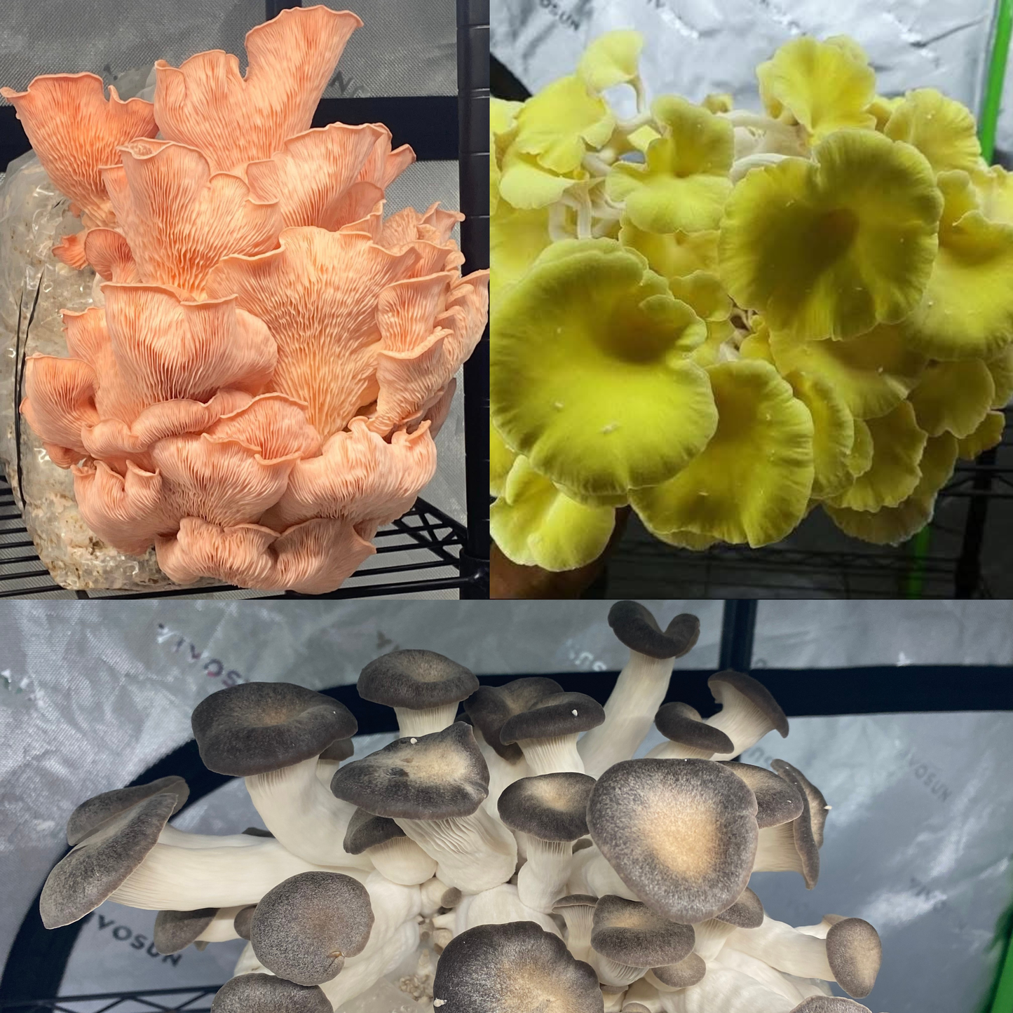 Pink, Golden, Black King Oyster Bundle Shipped 3-4 weeks after purchasing